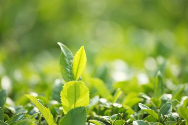 Taze yeşil çay bitki