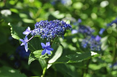 Güzel çiçekler, yakın görüş, doğa konsepti.