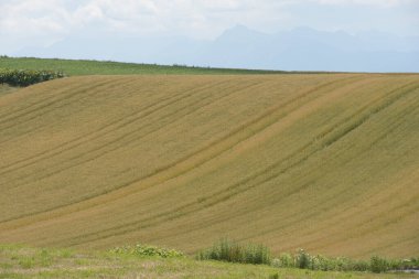 Güneşli bir günde güzel tarla manzarası.