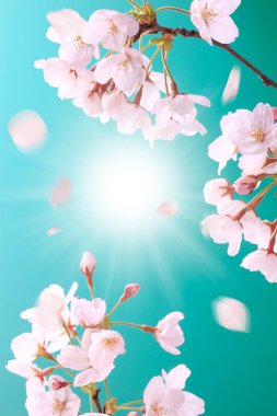 Bahar çiçekleri olan bir ağacın dalı.