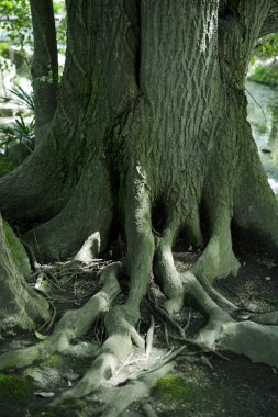 Ormandaki yosun kaplı ağacın detaylı görüntüsü