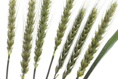 Beyaz arkaplanda yeşil buğday kulakları   