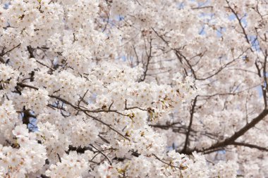Güzel kiraz çiçekleri. Çiçek açan kiraz ağacı. Çiçek arka planı