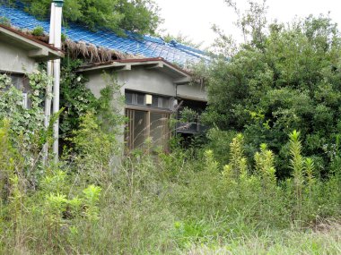 Terk edilmiş evi mavi kiremitlerle çevreleyen aşırı gelişmiş bitki örtüsü