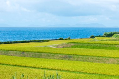 Yaz mevsiminde kırsalda pirinç tarlaları 