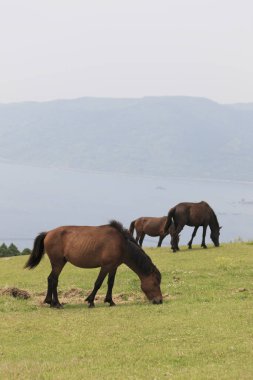 Bir alanda at sürüsü