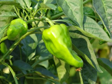 Bahçede yetişen yeşil biberlerin yakın plan görüntüsü.    