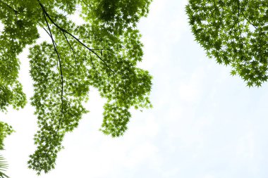 Ağaçlardaki yeşil yapraklar ve güzel gökyüzü