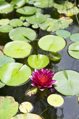 Güzel nilüferler ve yapraklar gölette