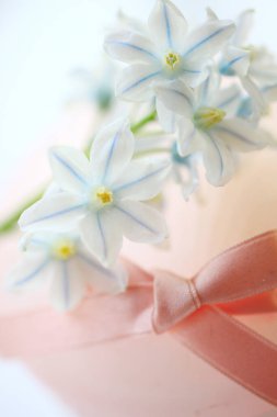 Beyaz ve pembe çiçekler