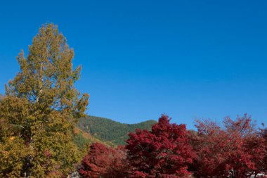Sonbahar ağaçlarının kırmızı ve sarı renkleri