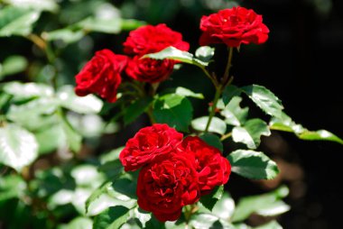 Baharda bahçede güzel güllere yakın, seçici bir odak noktası.         