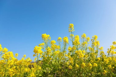 Güzel sarı çiçekler tarlada ve mavi gökyüzünde