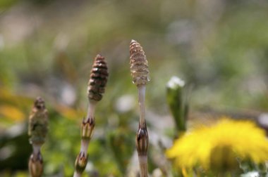 Gün boyunca tarlada güzel beyaz bir çiçeğin seçici odak noktası.