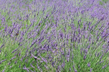 Güzel yaz çiçekleri, gündüz yakın çekim manzarası. 