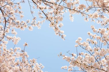 Güzel kiraz çiçekleri. Çiçek açan kiraz ağacı. Çiçek arka planı