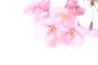 Bahçedeki güzel pembe sakura çiçekleri                