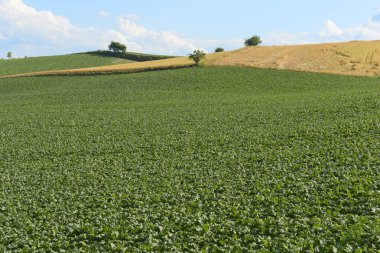 Güneşli bir günde güzel tarla manzarası.