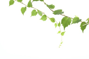 Yeşil yapraklara yakın çekim. Yaz bitkisinin dalları. 