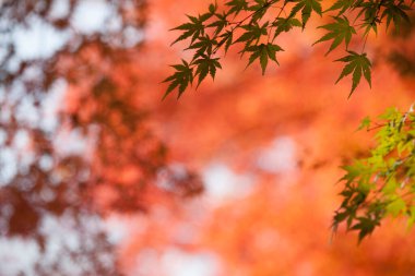 Sonbahar ağaçlarının kırmızı ve sarı renkleri