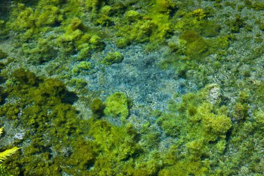 Mercan kayalıkları ve denizdeki tropikal balıklar