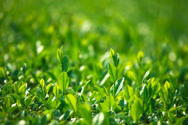 Taze yeşil çimen arka planı