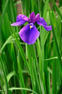 Güzel yaz çiçekleri, gündüz yakın çekim manzarası. 