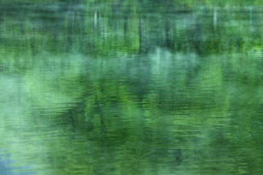 Sakin sudaki yeşil ağaçların güzel yansıması      