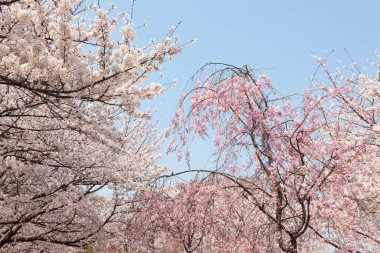 Japon sakura çiçeği pozu, bahar resmi.