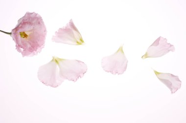 Açık arkaplanda güzel pembe çiçekler ve taç yaprakları