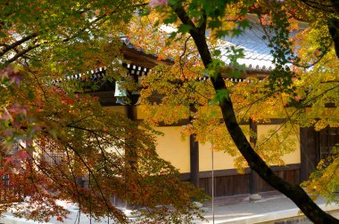 Japonya parkında sonbahar çiçek açtı.