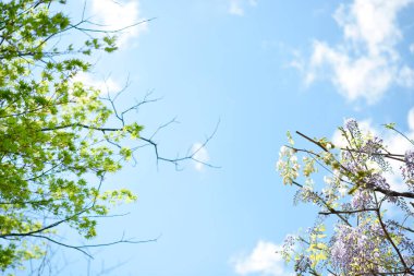 Bahçedeki güzel bahar çiçekleri ve ağaç dalları