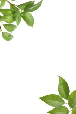 Yeşil yapraklı doğa arkaplanı. Yaz bitkisi dallarının kapatılması 