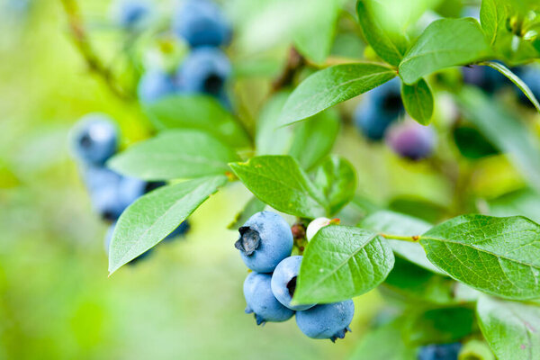 organic blueberries growing in the garden, close - up view