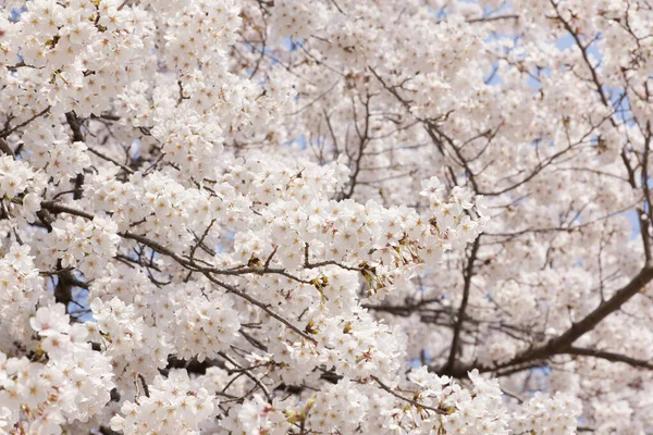 Güzel kiraz çiçekleri. Çiçek açan kiraz ağacı. Çiçek arka planı