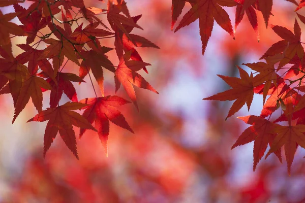 Närbild Bild Vackra Röda Lönnlöv Japansk Park För Bakgrund Höst — Stockfoto