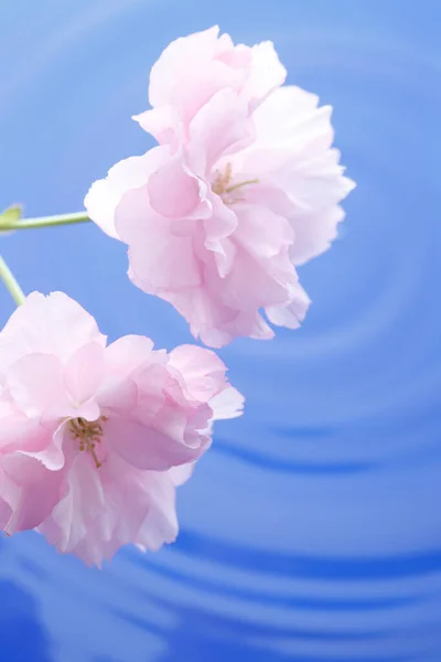 Розовые Японские Вишневые Цветы — стоковое фото