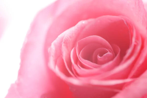 Vue Rapprochée Beau Fond Rose Pétales Rose — Photo