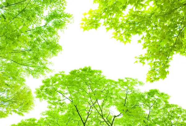 Zöld Levelek Egy Fán Erdőben — Stock Fotó