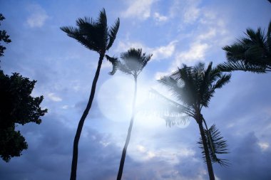 Altından güzel, uzun palmiye ağaçları görünüyor. 