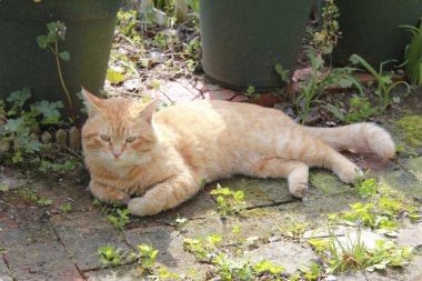 Çimlerin üzerindeki kedi.