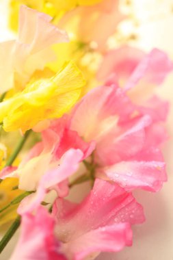 Güzel çiçekler, yakın görüş, bulanık arkaplan