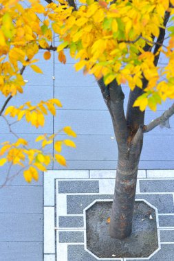 Sonbahar yaprakları, sonbahar sezonu arka planı.