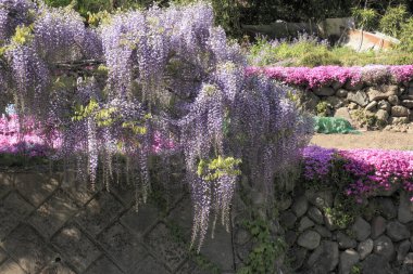 Güzel çiçekler, yakın görüş, doğa konsepti.