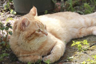 Kırmızı kedi çimenlerde uyuyor.