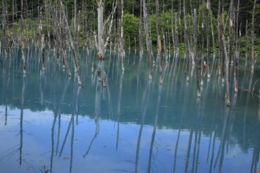 Ormandaki gölün yansıması. 