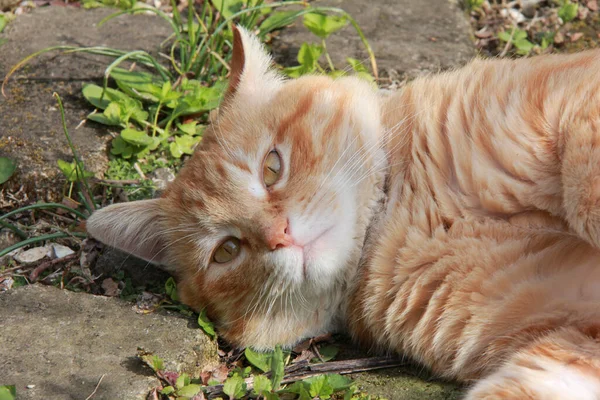 ginger ginger cat in the garden