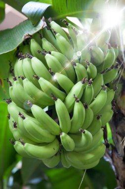 Yeşil muzlu muz ağacının yakın plan görüntüsü       