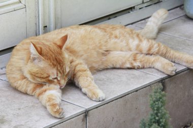 Bir bankta uyuyan kedi