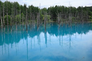 Ormandaki gölün yansıması. 